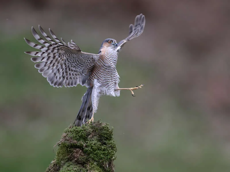 Ballet Dancer by Robert Nairn, UK - 2026 Comedy Wildlife Photography Awards