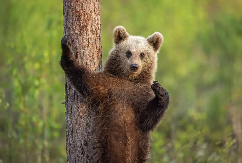 ForTheGram by Rosie Barrett, UK - 2026 Comedy Wildlife Photography Awards