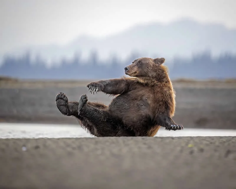Morning calisthenics by Scott Suraino, USA - 2026 Comedy Wildlife Photography Awards