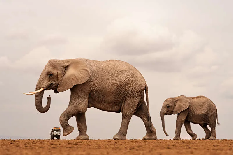 Just a gentle nudge&hellip; for traffic discipline by Shailza Singhal, India - 2026 Comedy Wildlife Photography Awards