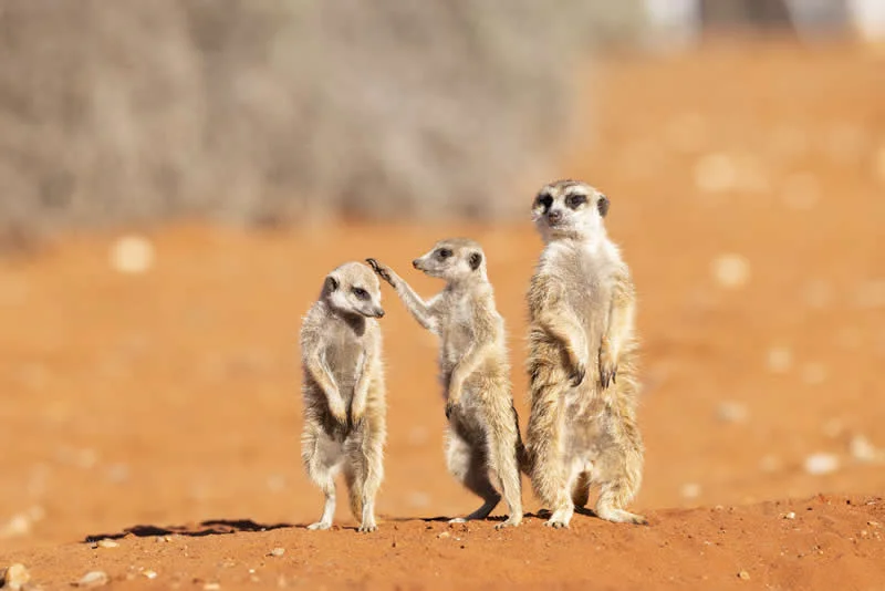 Hair Check Before the Family Photo by Subi Sridharan, Birmingham - 2026 Comedy Wildlife Photography Awards