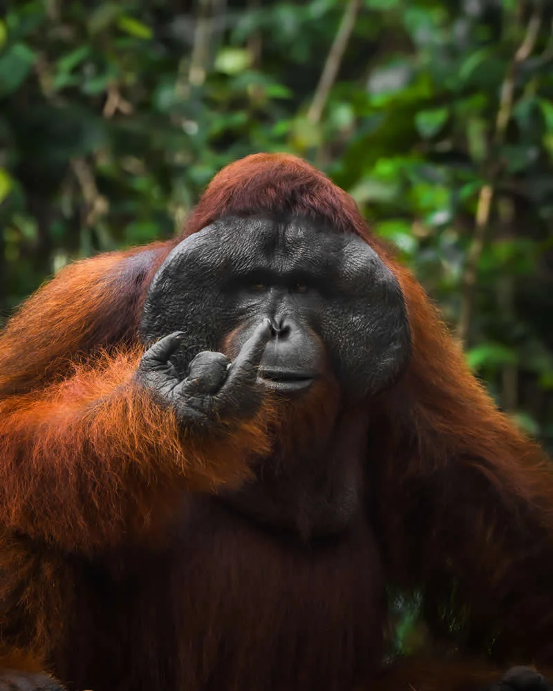 Spicy Orangutan by Tanner Mansell, USA - 2026 Comedy Wildlife Photography Awards