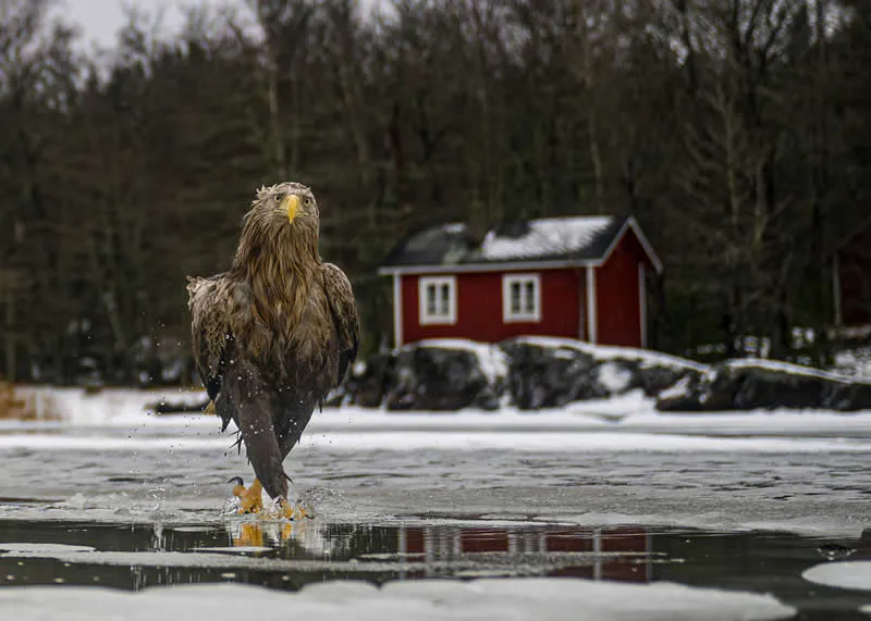 Fashion fades. Feather coats are forever by Tapani Linnanm&auml;ki, Finland - 2026 Comedy Wildlife Photography Awards