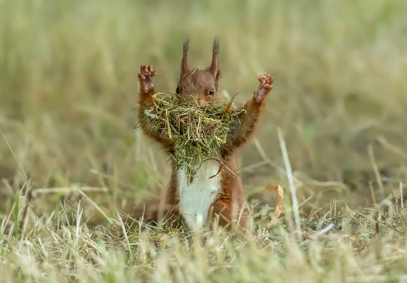 Little Godzilla by Udo Harms, Germany - 2026 Comedy Wildlife Photography Awards
