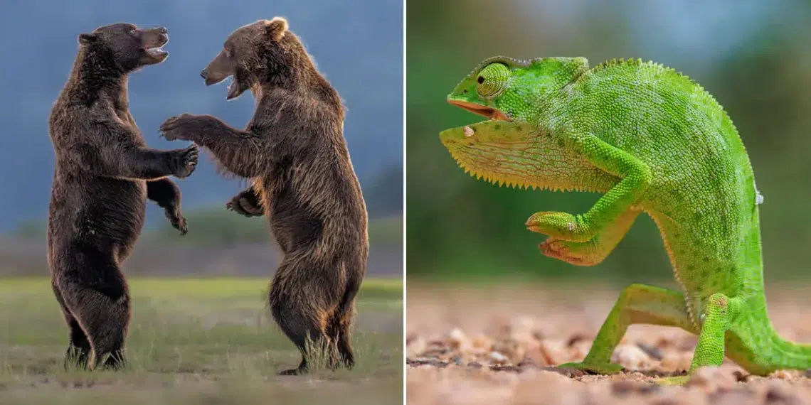 Hilarious Finalists from the 2026 Comedy Wildlife Photography Awards