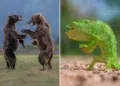 When Animals Steal the Show: 40 Hilarious Finalists from the 2026 Comedy Wildlife Photography Awards 46 Hilarious Finalists from the 2026 Comedy Wildlife Photography Awards