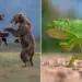 Hilarious Finalists from the 2026 Comedy Wildlife Photography Awards