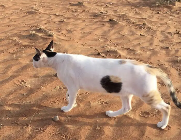 Look Twice! 40 Confusing Perspective Photos That Will Trick Your Eyes 44 Cat with a hole through its body - Confusing Perspective Photos