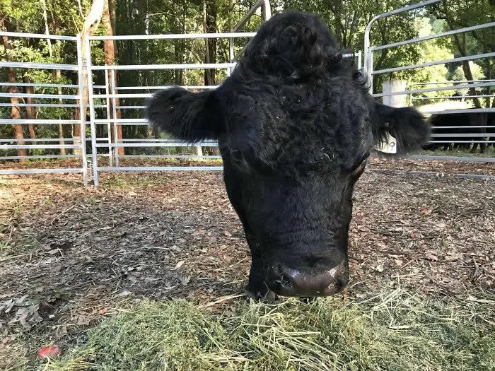 Look Twice! 40 Confusing Perspective Photos That Will Trick Your Eyes 46 This cow has no body - Confusing Perspective Photos