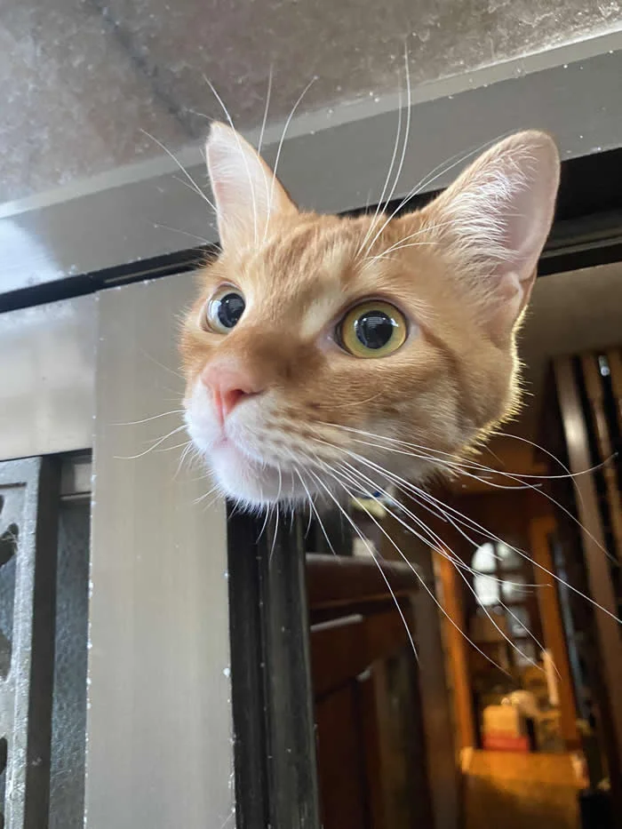 Look Twice! 40 Confusing Perspective Photos That Will Trick Your Eyes 48 He's just on top of the closet - Confusing Perspective Photos