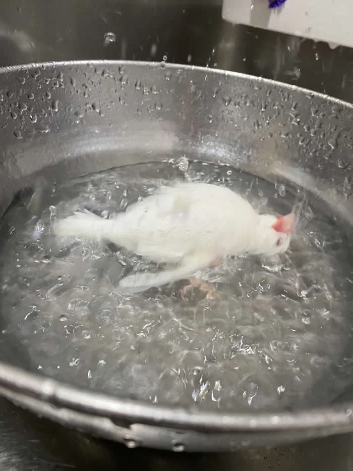 Look Twice! 40 Confusing Perspective Photos That Will Trick Your Eyes 50 My pet bird taking a bath looks like it's being boiled alive - Confusing Perspective Photos