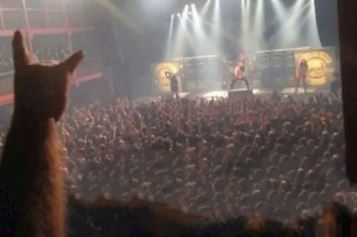 Look Twice! 40 Confusing Perspective Photos That Will Trick Your Eyes 57 Cat enjoying a rock concert - Confusing Perspective Photos