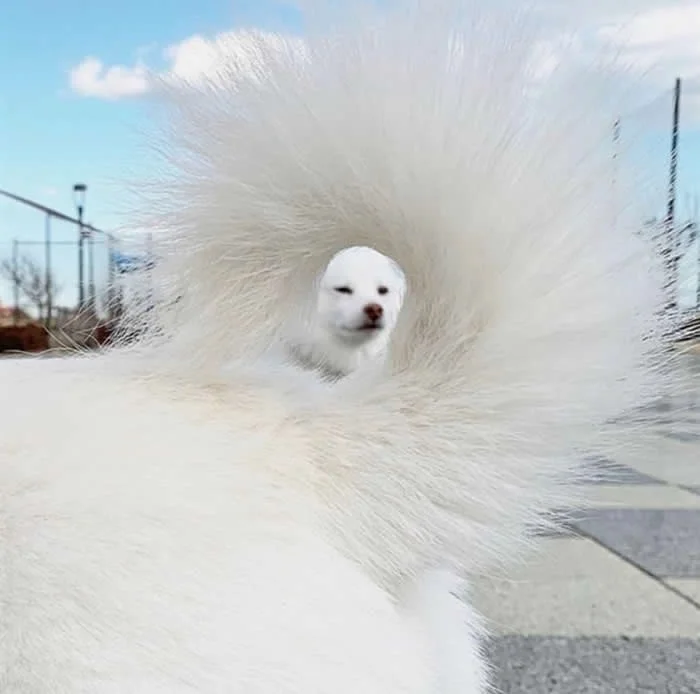 Look Twice! 40 Confusing Perspective Photos That Will Trick Your Eyes 66 Picture of a dog taken through a different dog's tail - Confusing Perspective Photos