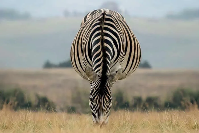 Look Twice! 40 Confusing Perspective Photos That Will Trick Your Eyes 69 Headstand - Confusing Perspective Photos