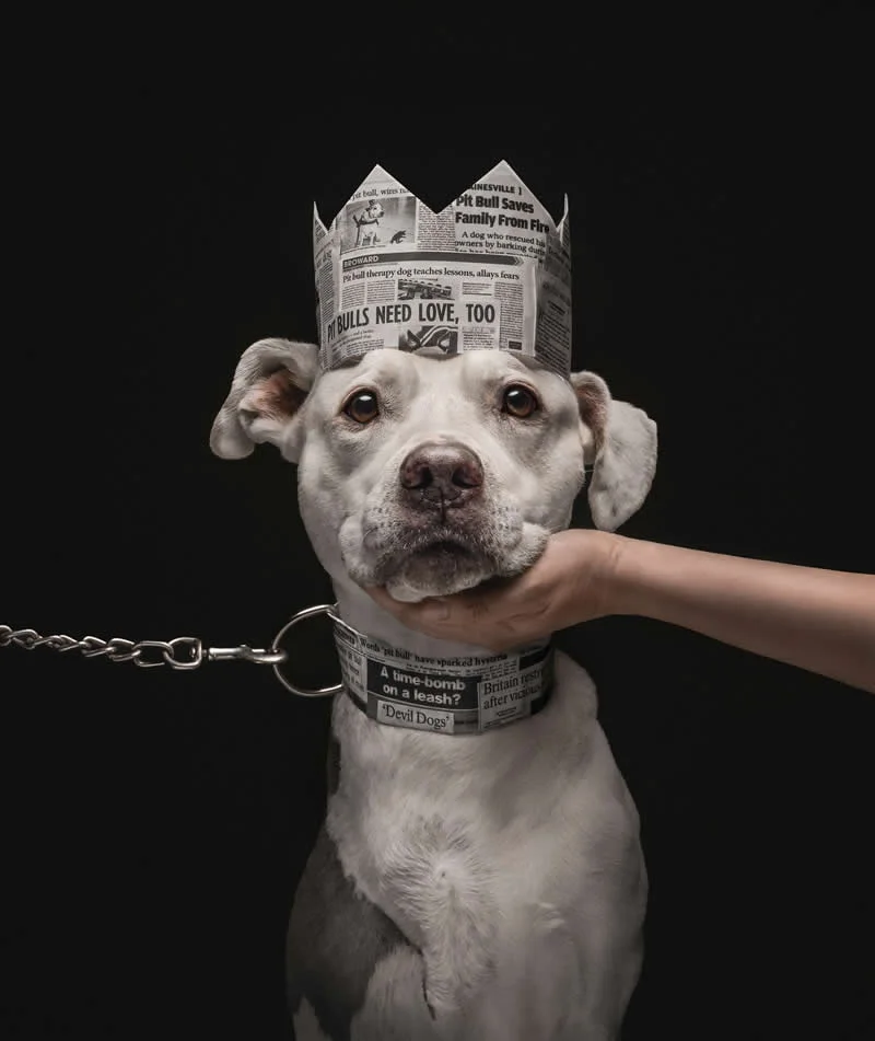 Overall Winner: Loved and Hated by Katie Brockman, United States - Dog Photographer of the Year 2026 Winners