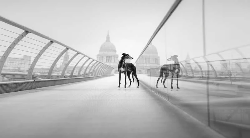 1st Place, Portrait Outdoor: Beyond the Track by Elena Marchi, United Kingdom - Dog Photographer of the Year 2026 Winners