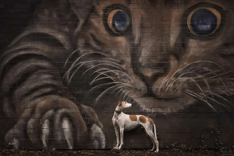 2nd Place, Portrait Outdoor: The hunter becomes the hunted by Susan Lang, United Kingdom - Dog Photographer of the Year 2026 Winners
