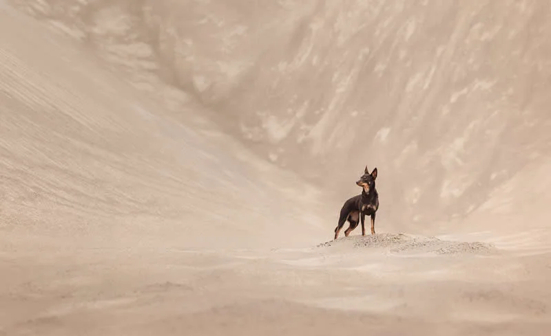 3rd Place, Portrait Outdoor: It's Her World by Kairi Laiapea, Estonia - Dog Photographer of the Year 2026 Winners