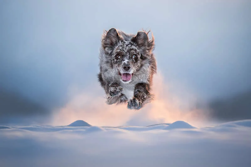 1st Place, Action: Winter Launch by Nika Kuplenk Golobič, Slovenia - Dog Photographer of the Year 2026 Winners