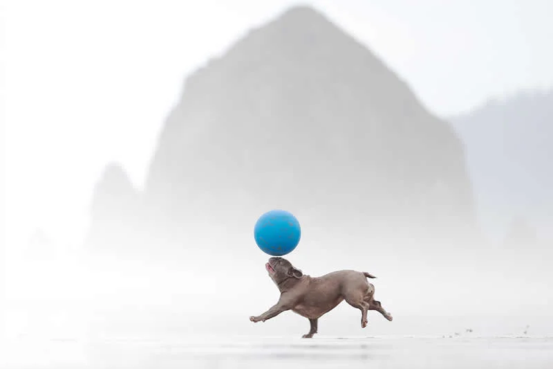 2nd Place, Action: Mission Balance by Gavriella Leon, United States - Dog Photographer of the Year 2026 Winners