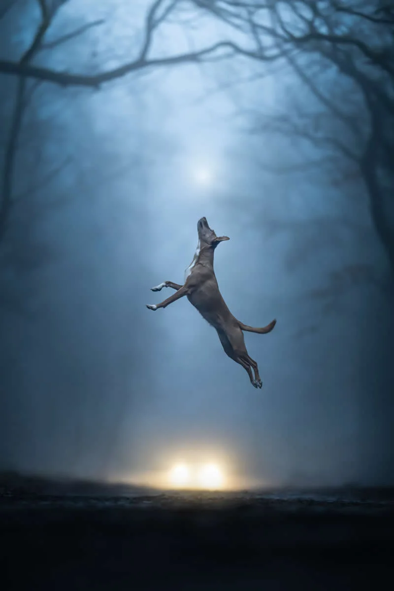 3rd Place, Action: Weightless by Linda Glomb, Germany - Dog Photographer of the Year 2026 Winners