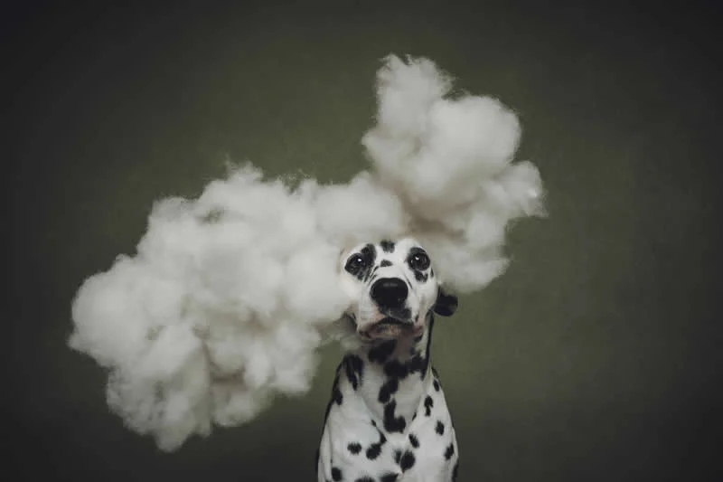 2nd Place, Studio: Head in the Clouds by Jill Garrett, United States - Dog Photographer of the Year 2026 Winners