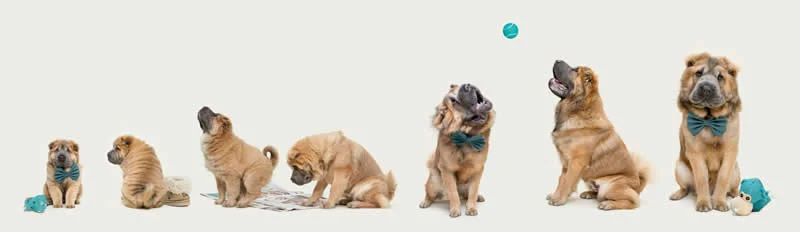 3rd Place, Studio: This Is Growing Up by Belinda Richards, Australia - Dog Photographer of the Year 2026 Winners