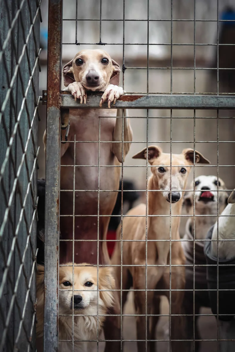 1st Place, Documentary: Waiting by Tianhang Zhang, China - Dog Photographer of the Year 2026 Winners