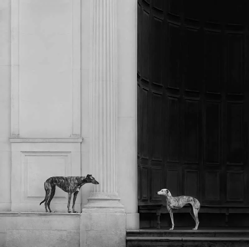 1st Place, Open: Run by Elena Marchi, United Kingdom - Dog Photographer of the Year 2026 Winners