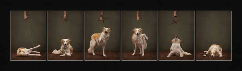 2nd Place, Open: Loosing Control by Callie Soden, United States - Dog Photographer of the Year 2026 Winners
