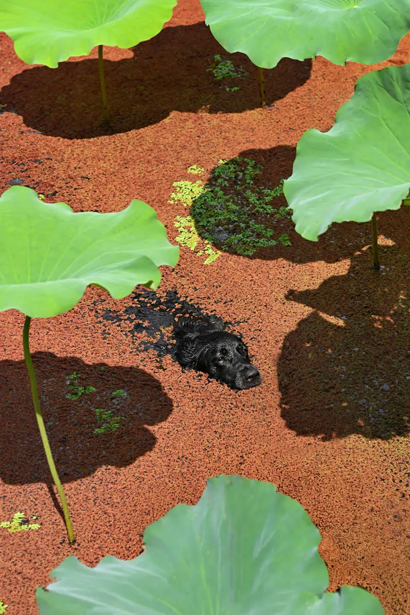 3rd Place, Open: Swimming by Tianhang Zhang, China - Dog Photographer of the Year 2026 Winners