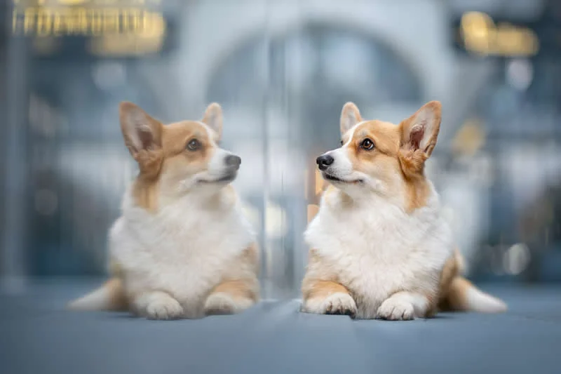 Portrait Outdoor: Mirror, mirror by Perdita Petzl, Austria - Dog Photographer of the Year 2026 Winners