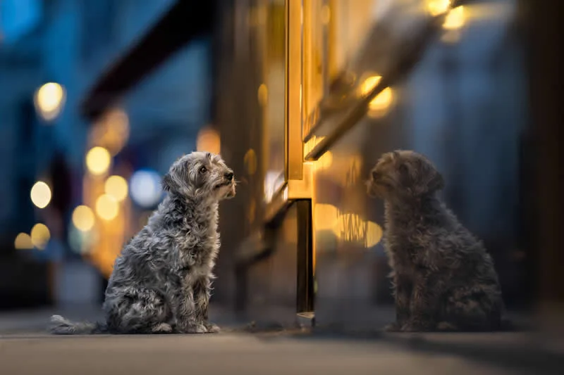 Portrait Outdoor: Window shopping by Perdita Petzl, Austria - Dog Photographer of the Year 2026 Winners