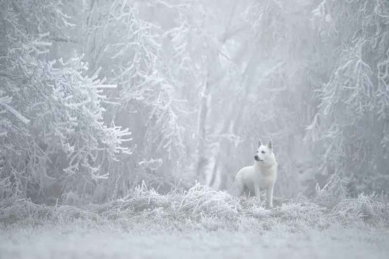 Portrait Outdoor: Realm of Frost and Silent by Denisa Zbrankov&aacute; Albaniov&aacute;, Czechia - Dog Photographer of the Year 2026 Winners