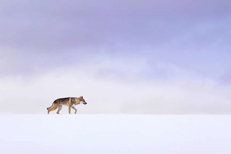 Portrait Outdoor: Lonely wanderer by Denisa Zbrankov&aacute; Albaniov&aacute;, Czechia - Dog Photographer of the Year 2026 Winners