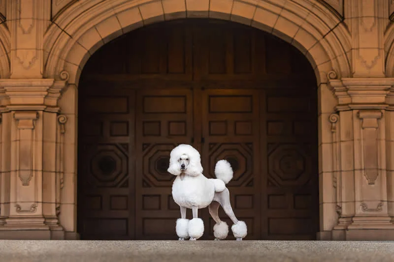 Portrait Outdoor: Elegance Awaits by Grace Fieselman, United States - Dog Photographer of the Year 2026 Winners