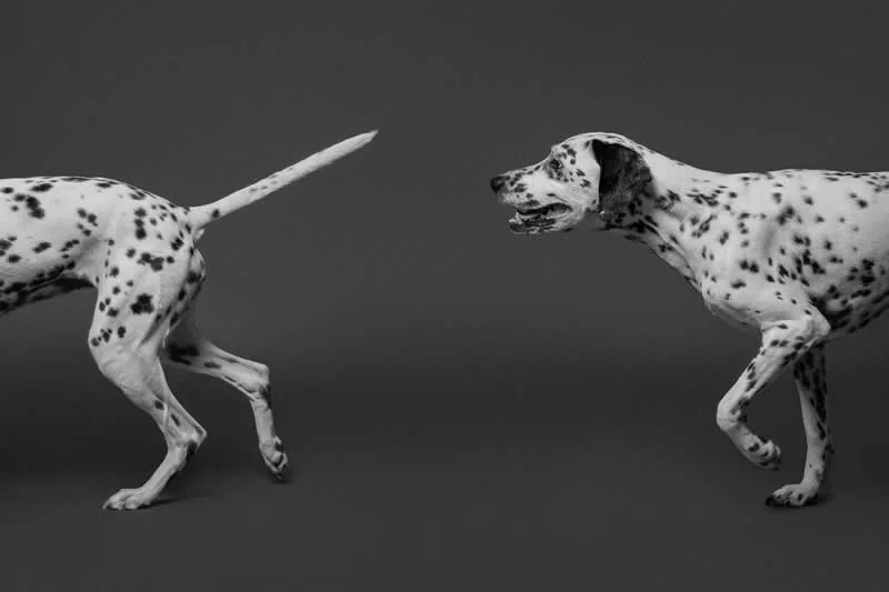 Action: Chasing one&rsquo;s tail by Amanda Teixeira, Portugal - Dog Photographer of the Year 2026 Winners