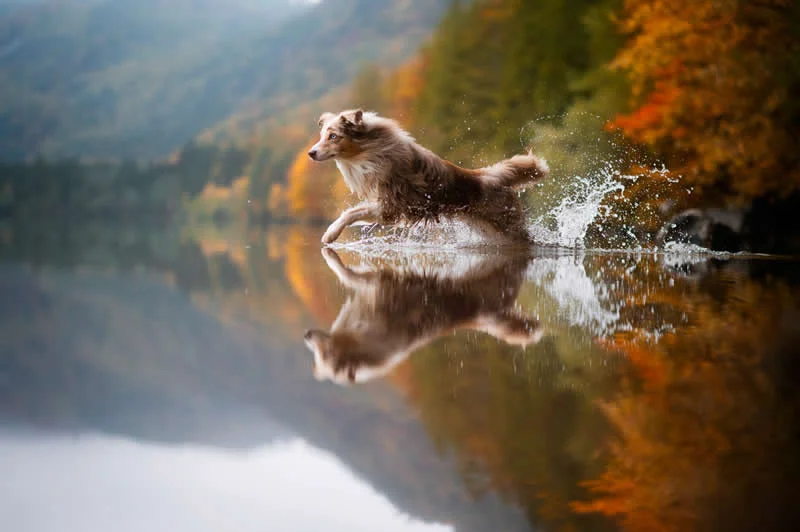 Action: Fuck cancer, enjoy life! by Marina Schmid, Germany - Dog Photographer of the Year 2026 Winners