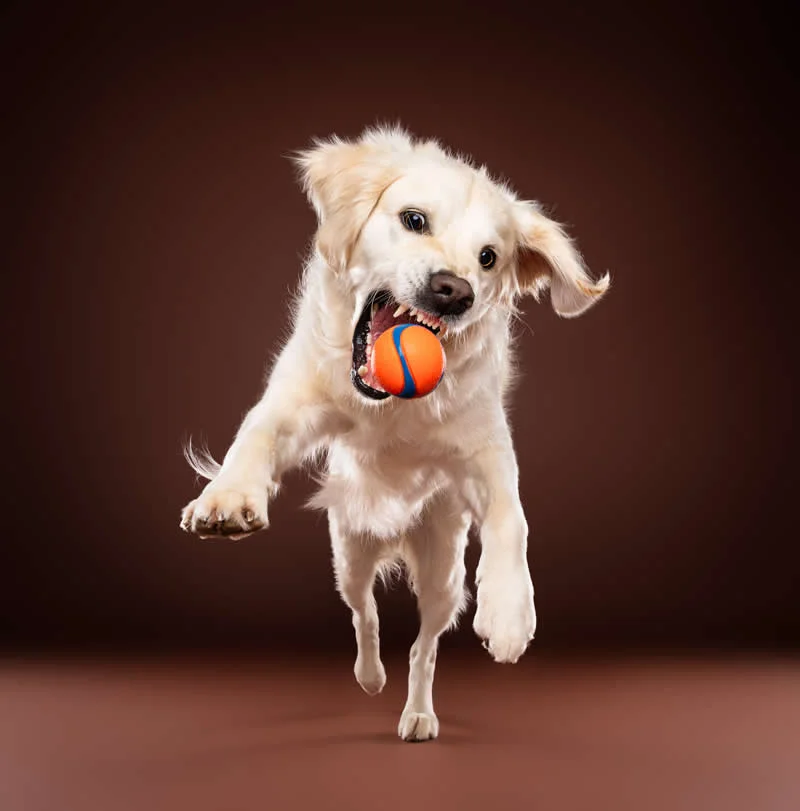 Action: Best Player by Sylvain Langler, France - Dog Photographer of the Year 2026 Winners