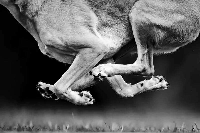 Action: Anatomy of Speed by Jodie Grieve, Australia - Dog Photographer of the Year 2026 Winners
