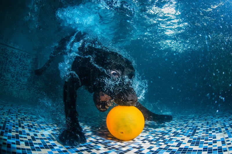 Action: Underwater Fetch by Tianhang Zhang, China - Dog Photographer of the Year 2026 Winners