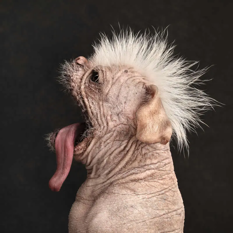 Studio: Peggy by Jane Thomson, Canada - Dog Photographer of the Year 2026 Winners
