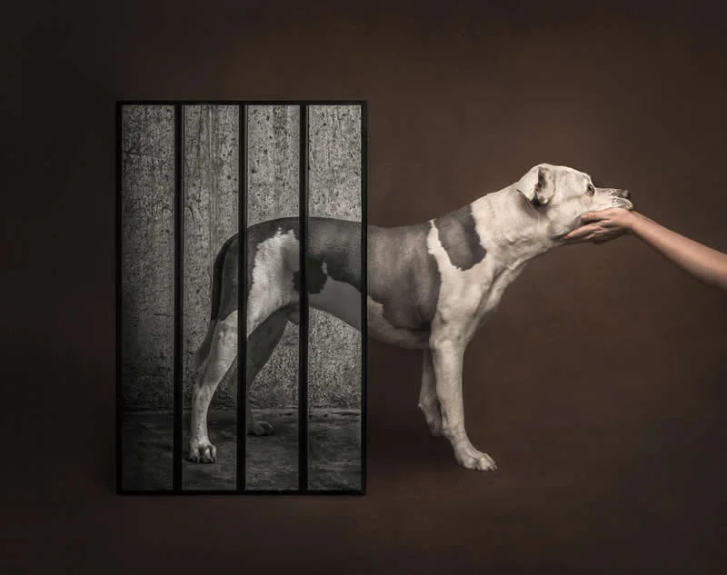 Studio: Rescued by Katie Brockman, United States - Dog Photographer of the Year 2026 Winners