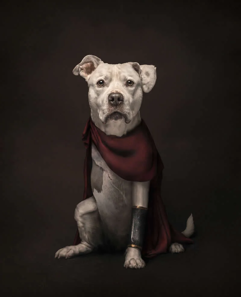Studio: Warrior by Katie Brockman, United States - Dog Photographer of the Year 2026 Winners