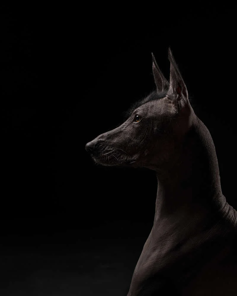 Studio: Between Worlds by Nadia Itani, United States - Dog Photographer of the Year 2026 Winners