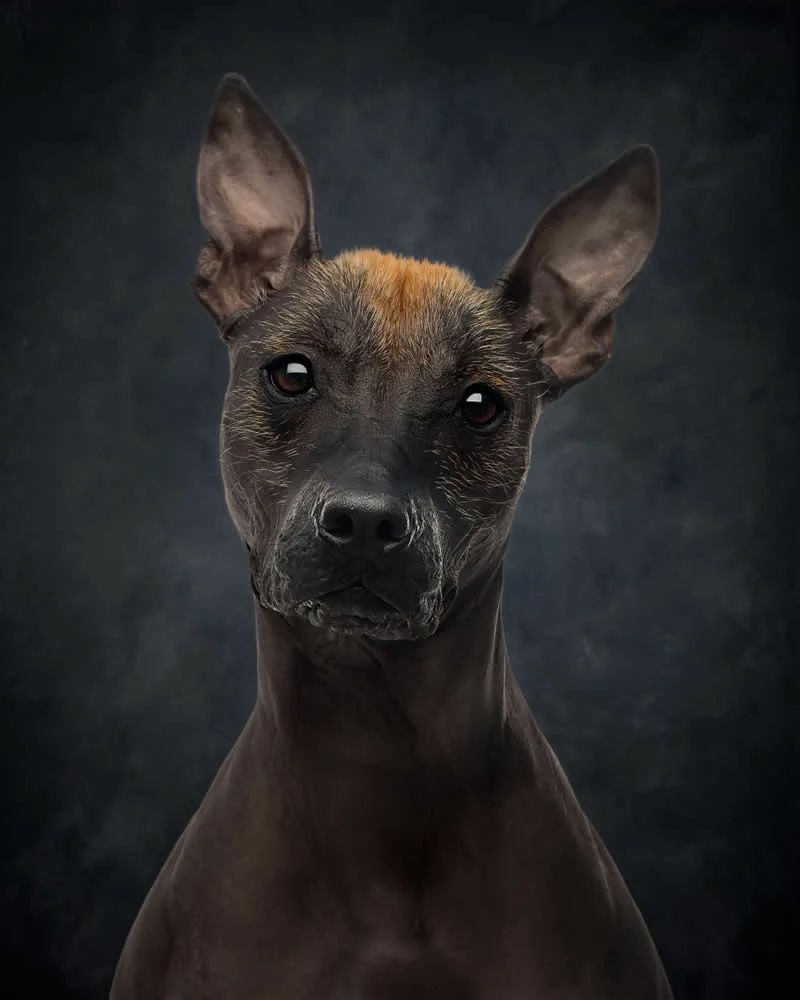 Studio: Silent Watcher by Joan Walker, United States - Dog Photographer of the Year 2026 Winners