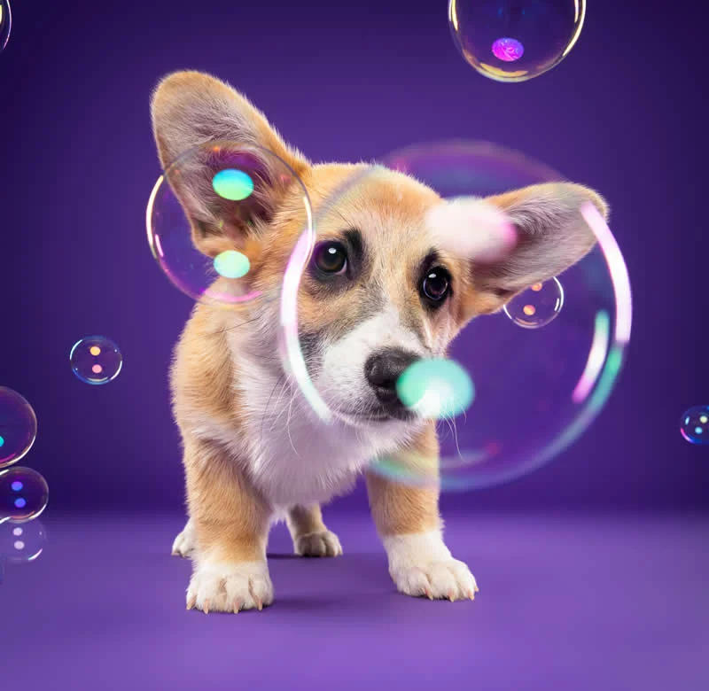 Studio: Puppy's curiosity by Sylvain Langler, France - Dog Photographer of the Year 2026 Winners