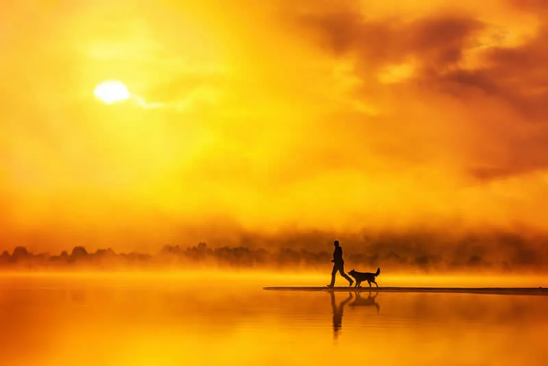 Dogs & People: Golden morning by Paula Grekel&auml;, Finland - Dog Photographer of the Year 2026 Winners