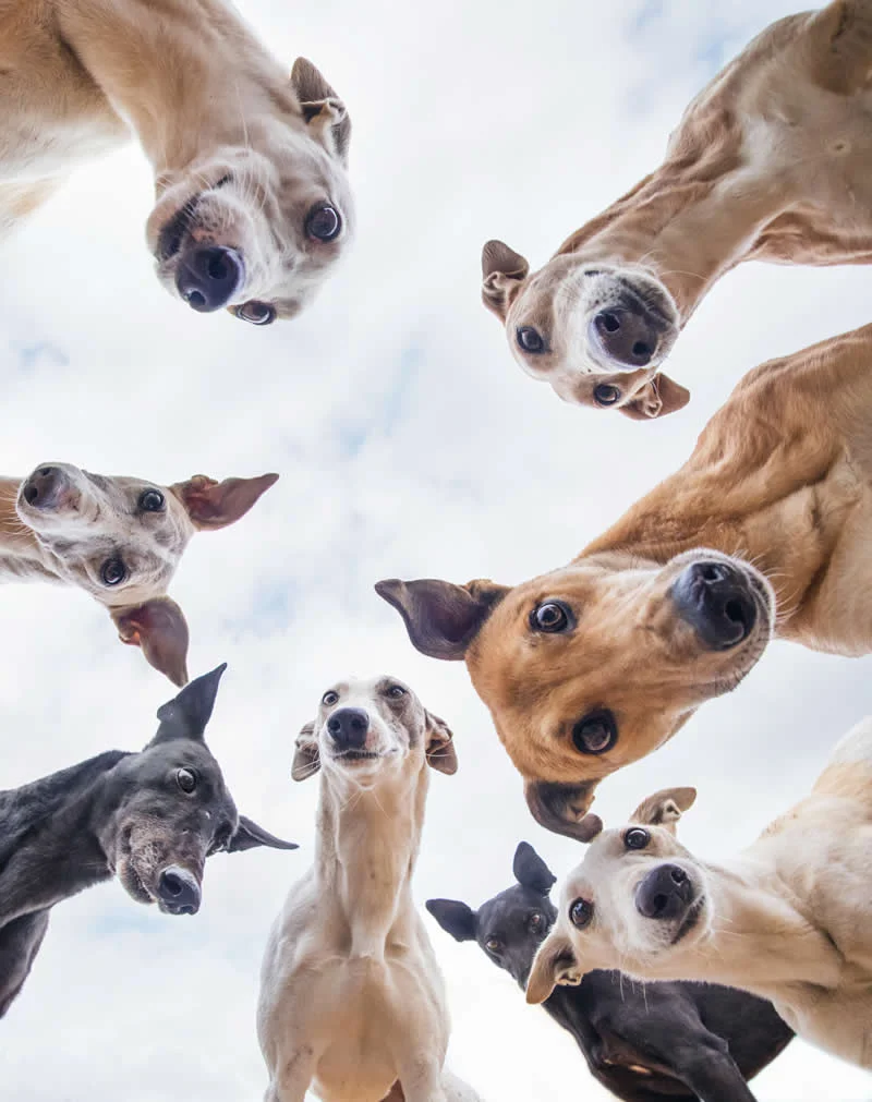 Documentary: Rescue Hounds by Tianhang Zhang, China - Dog Photographer of the Year 2026 Winners