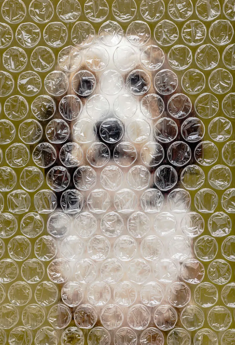 Open: Goose Bubble Wrap Portrait by Melissa Nordan, United States - Dog Photographer of the Year 2026 Winners